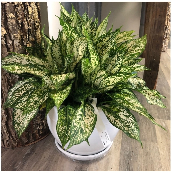 Minimal Care, Maximum Impact: 30 Indoor Plants for Your Space ...