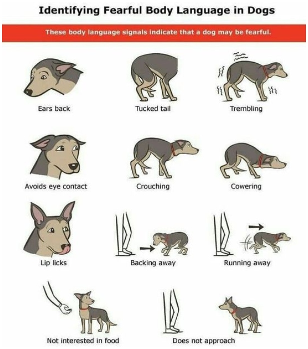 35+ Undiscovered Dog Wishes That Will Surprise Every Owner Worldlyhistory