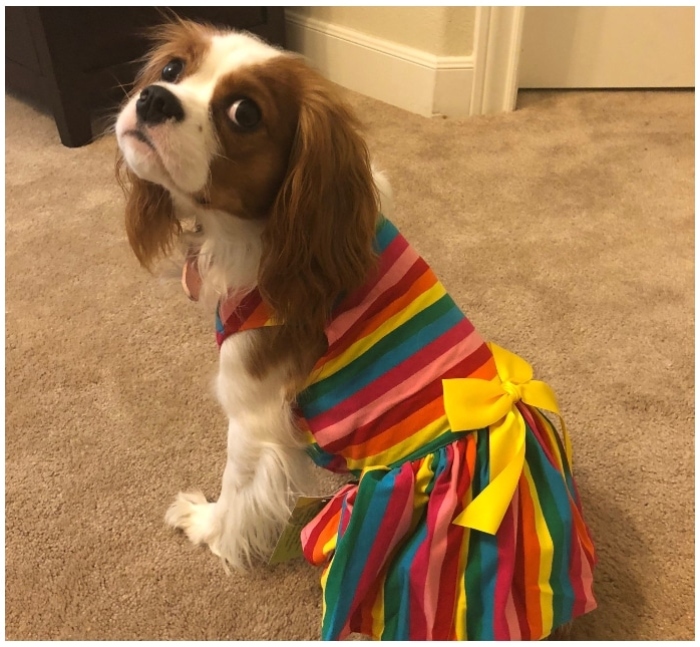 35+ Undiscovered Dog Wishes That Will Surprise Every Owner avocadoposts