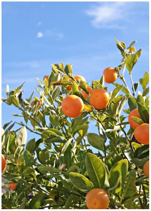 40 Hazardous Houseplants for Cats and Dogs The Ultimate Guide to Pet