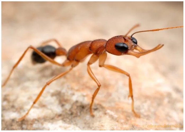 44 picaduras de insectos clasificadas: Desde el leve ‘picante’ hasta el ...