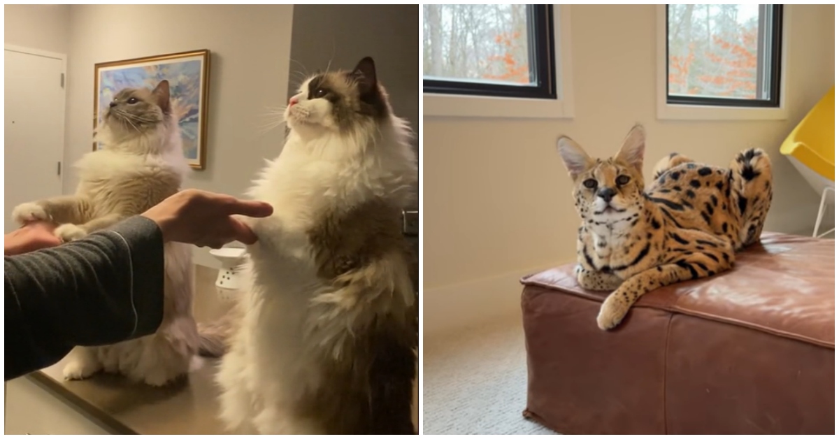 The World's 30 Most Expensive Cats Breeds avocadoposts