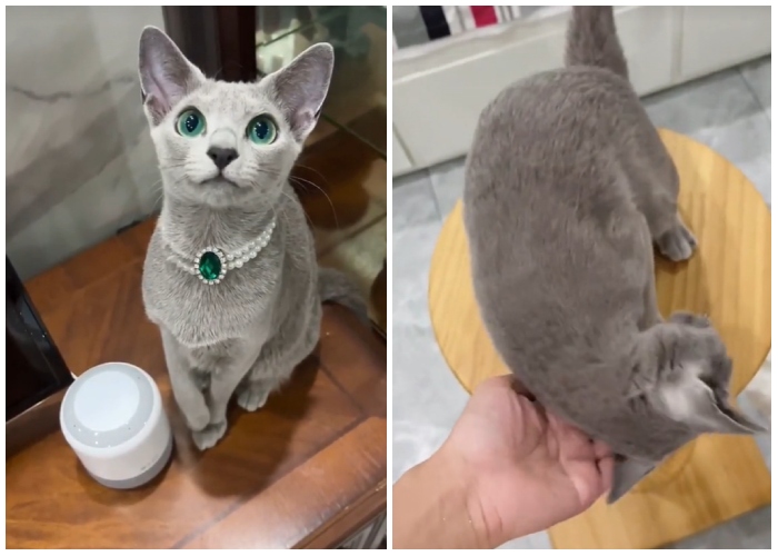 The World's 30 Most Expensive Cats Breeds avocadoposts